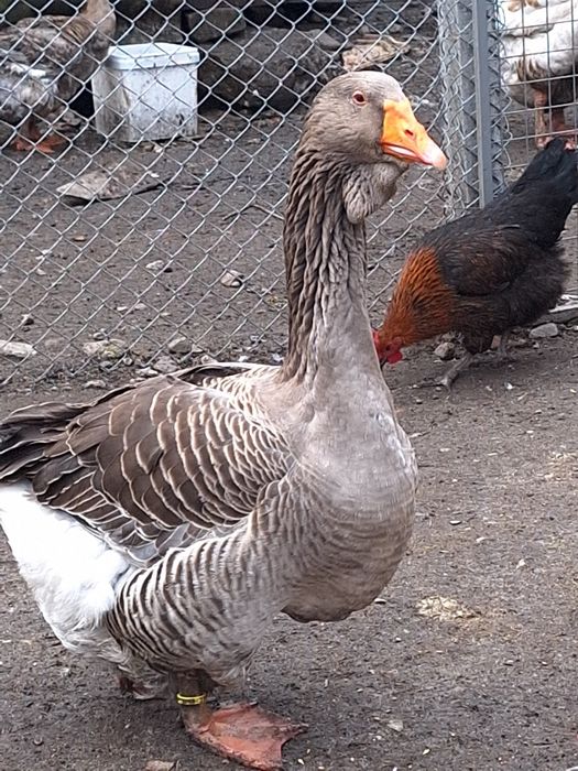 тулузка гъска (мъжки)