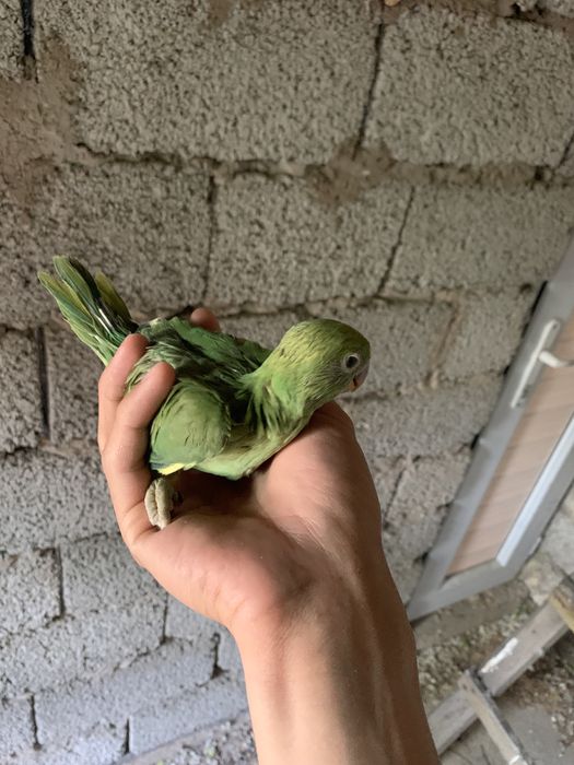 Продам птенцов ожереловых попугаев