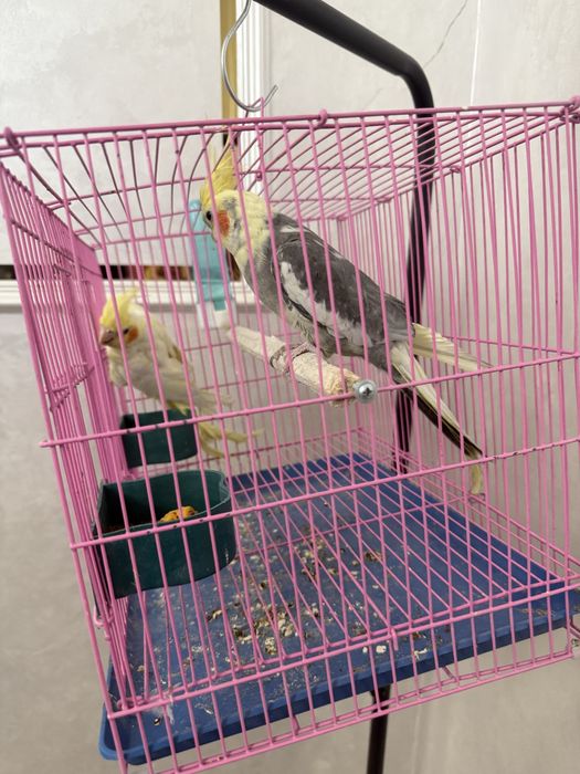 Продается попугай Корилла