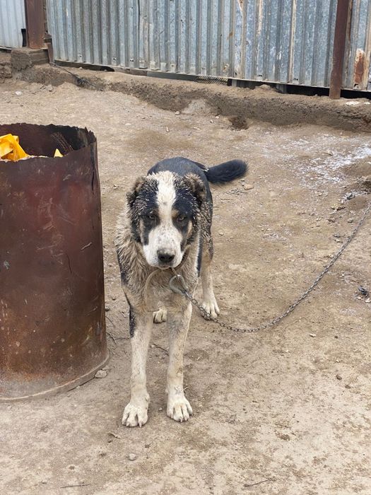 Алабай бар сатылатын жаксы саудасы бар