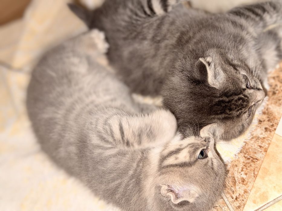 Продам Веслоухих котят