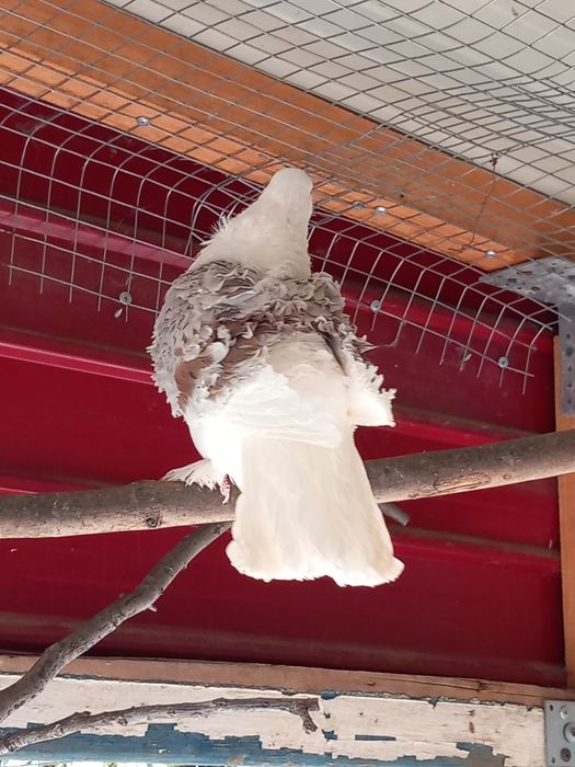 Продават се къдрави гълъби ,гр.Враца