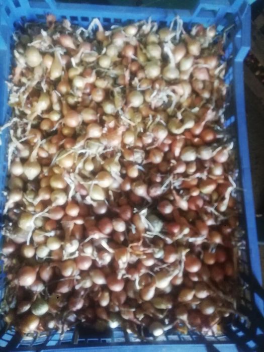 Продавам Арпаджикова Балучка