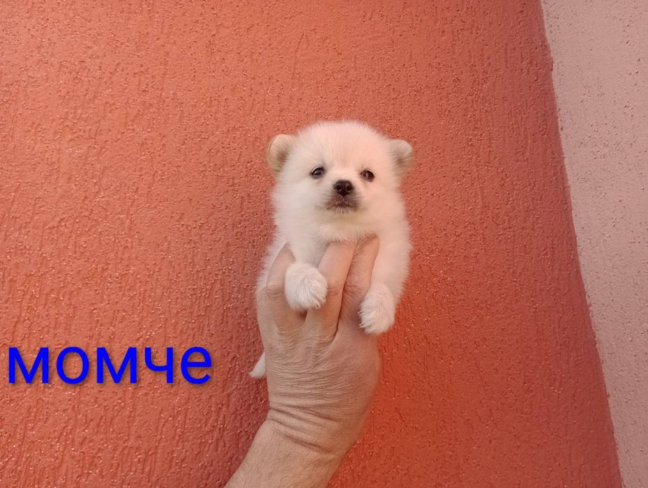 Мини Шпиц - Померан.
Мъжки и женски кученца.