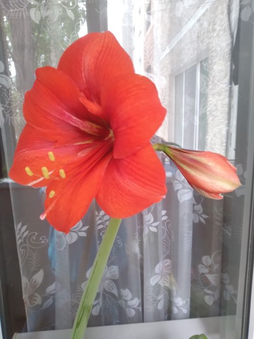 Продам комнатные цветы гиппеаструм за 2000тг.