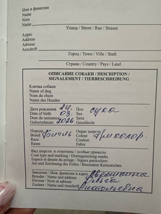 Продается щенок породы Бигль