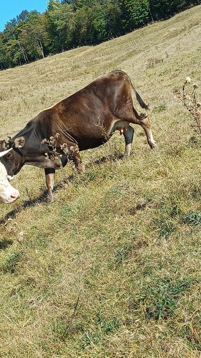 Vând vaca a 3 fătare de lapte