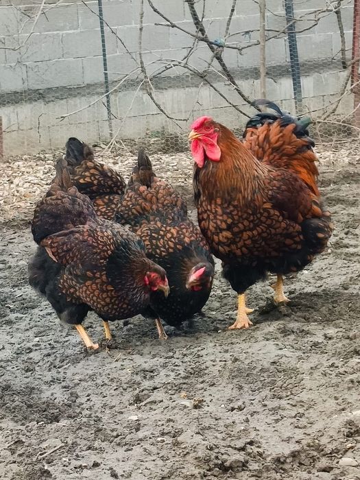 Ouă incubat găini wiandotte si new hampshire