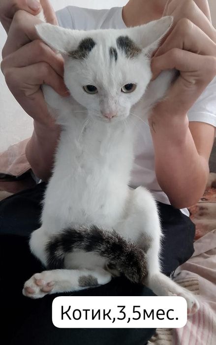 Котята бесплатно