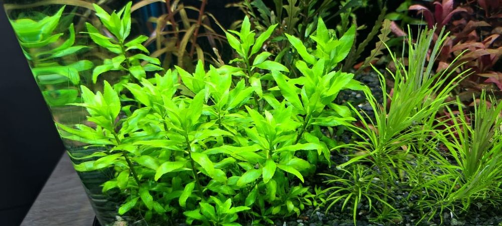 Продам аквариумные растения