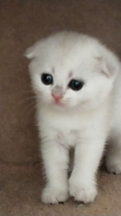 Продам серебристая шиншилла