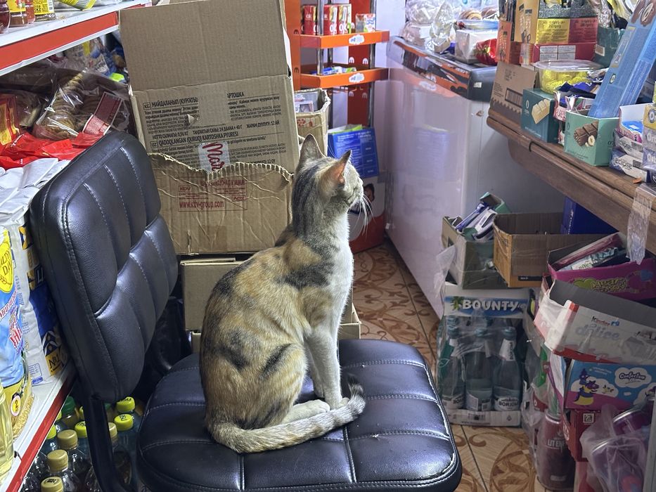 Отдам кошку в хорошие руки