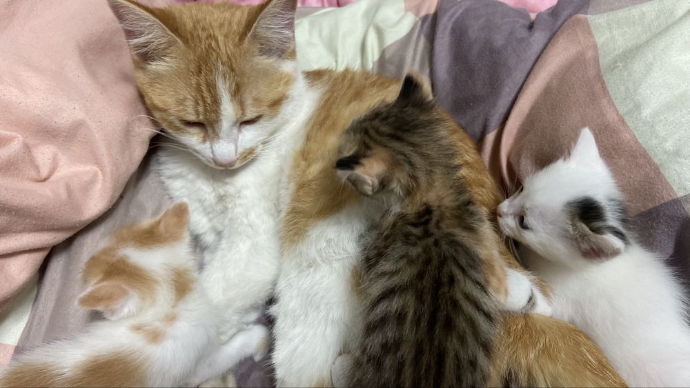 Котенки 1 месяц.