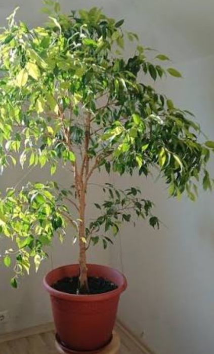 Комнатные растения