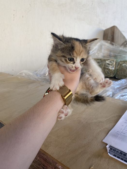 Отдам котят в добрые руки