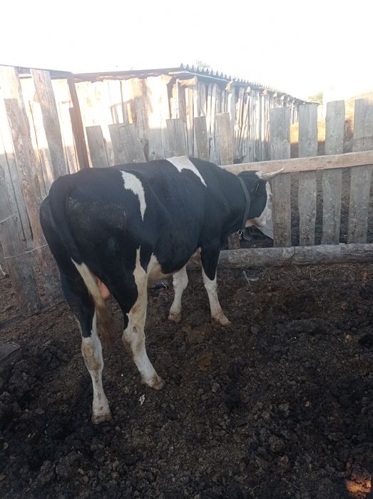 Продам быков 1.5