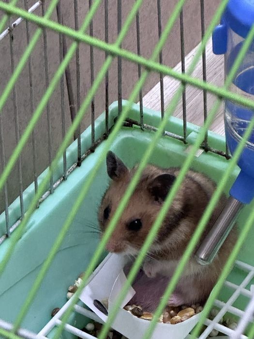 hamyak chiroyli hali kichkina3 haftalik osela idish qõshberaman sovğag