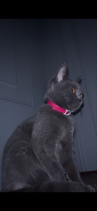 Продаётся британский котёнок
