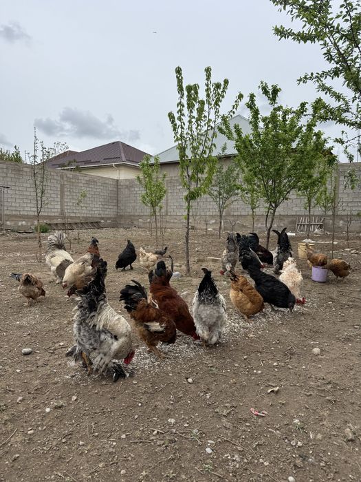 Қораздар сатылады