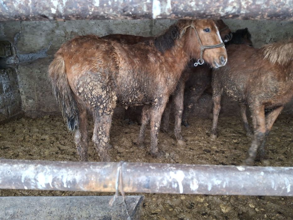 Уш байтал , бир кунан