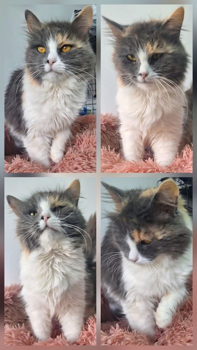 КОТЯТА ждут семью !!!