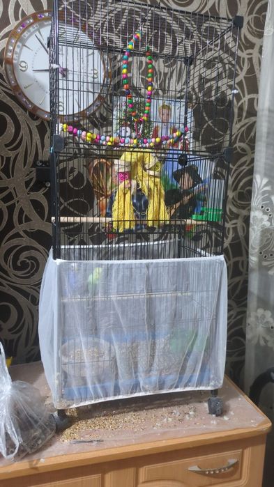 Продам попугайчиков