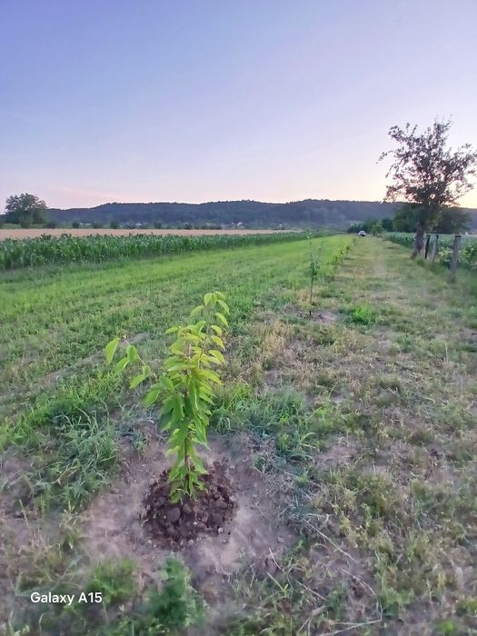 Vând teren intravilan Mărăcineni Argeselu 2300.m2