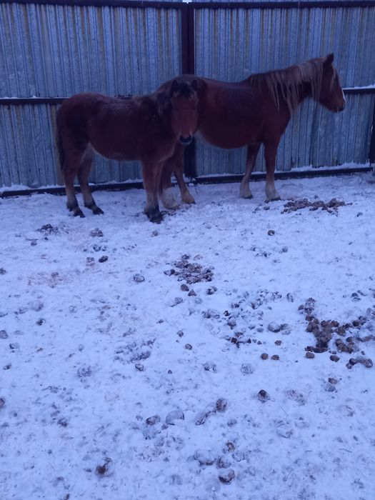 Продам кобылу с жеребёнком