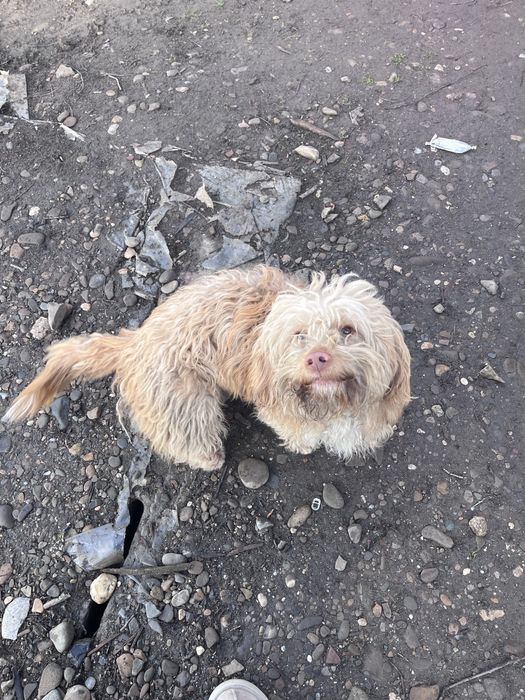 Catel abandonat isi cauta stapan