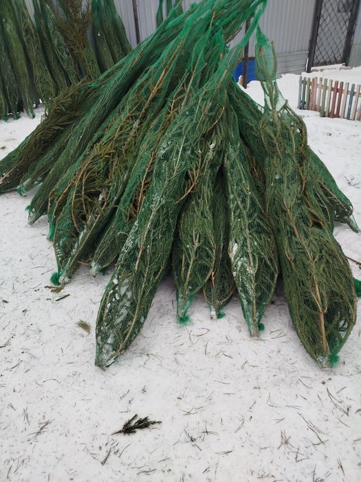 Ёлка от 1.3-1.9   5 тыс