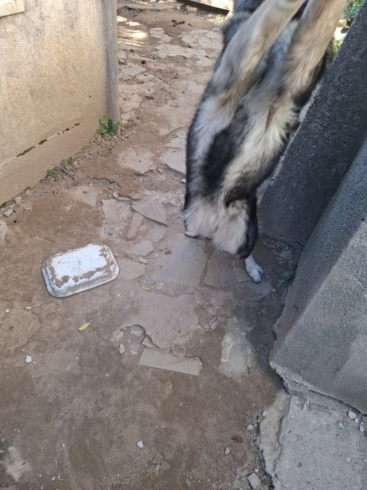 Подарявам  куче.