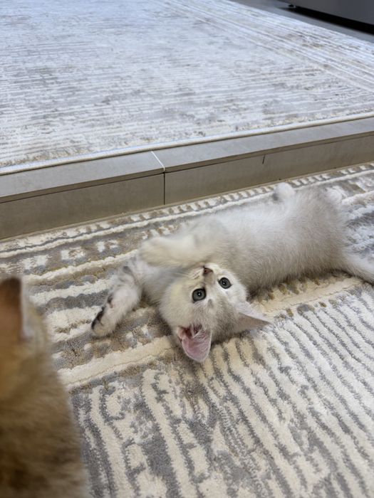 Шотландские страйт-котята