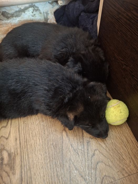 Продажа немецкой овчарки