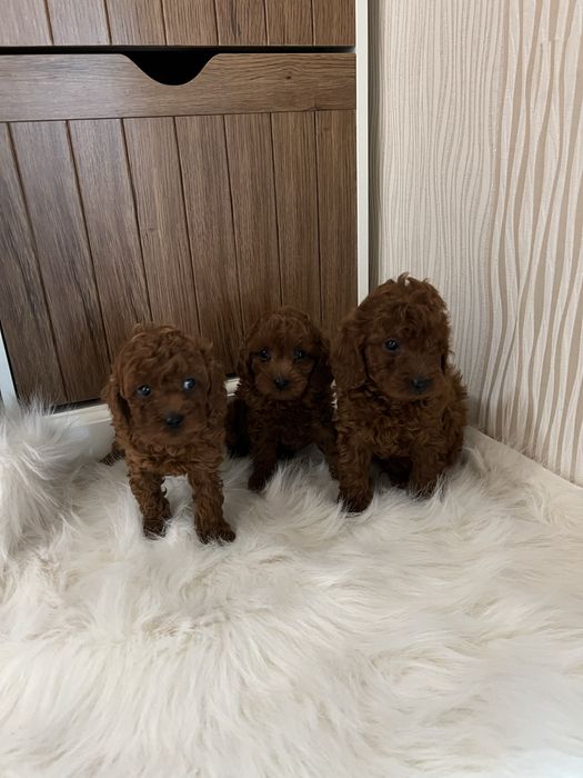 Пудел той мини пудел