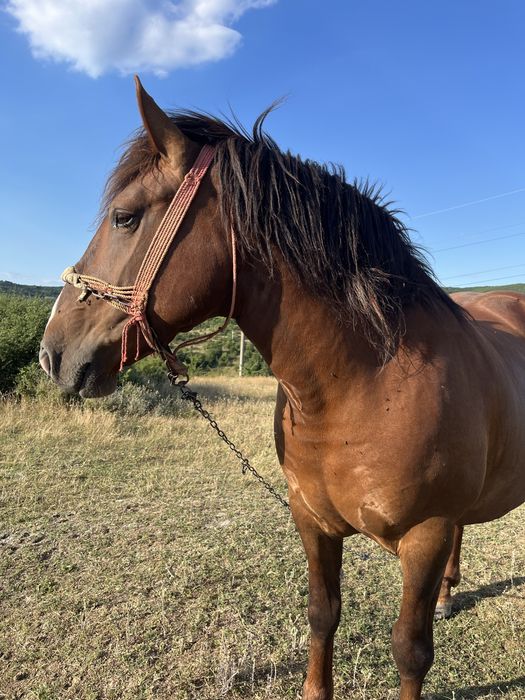 De vânzare iapă semigrea, 5 ani