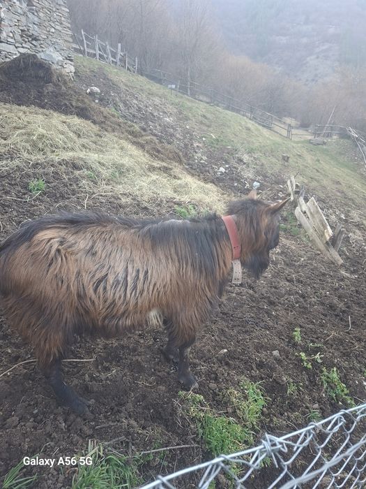 Vând țap alpina franceză