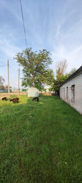 Она бола кой сотилади. Соглом. Юнги олинган. Йеб ичиши зор