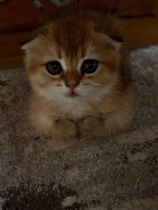 Британский золотая шиншилла