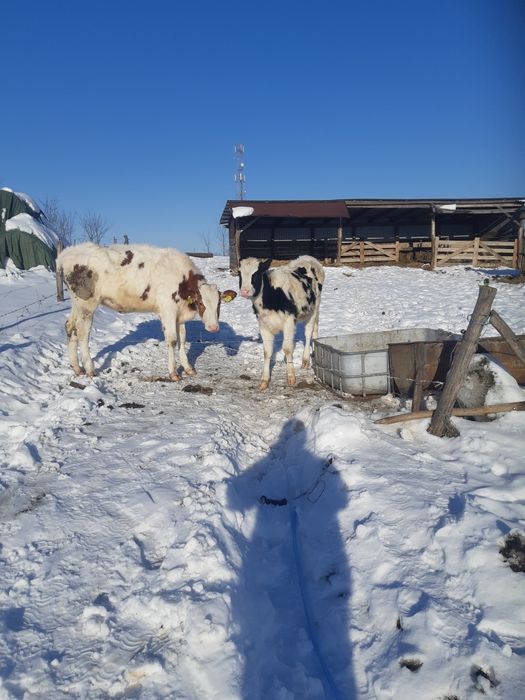 Vand 2 vitele rasa de lapte