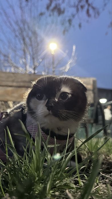 Кошка в добрые руки
