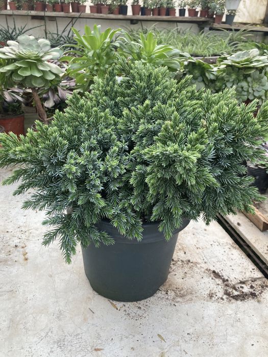 Коника ,Кипарисы,можжевельники