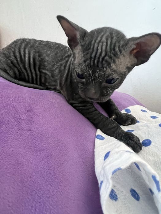 Котята сфинксы в апреле.