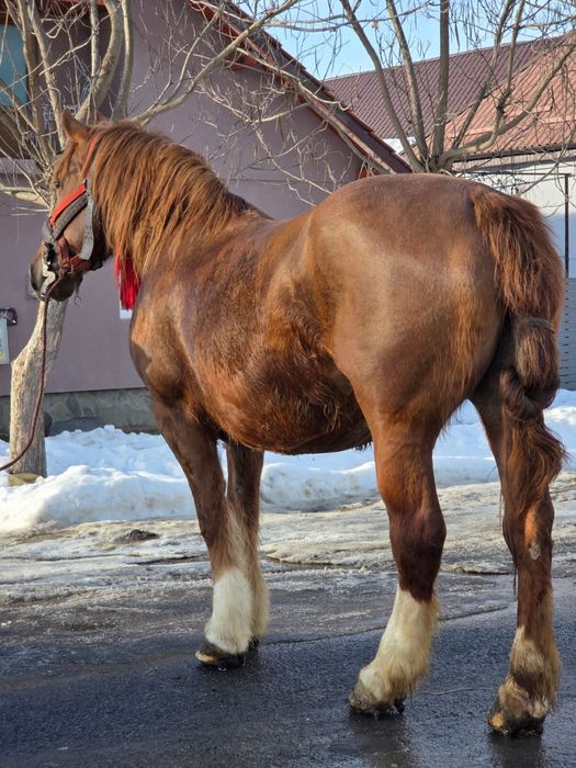 Vând iapă de 7 ani
