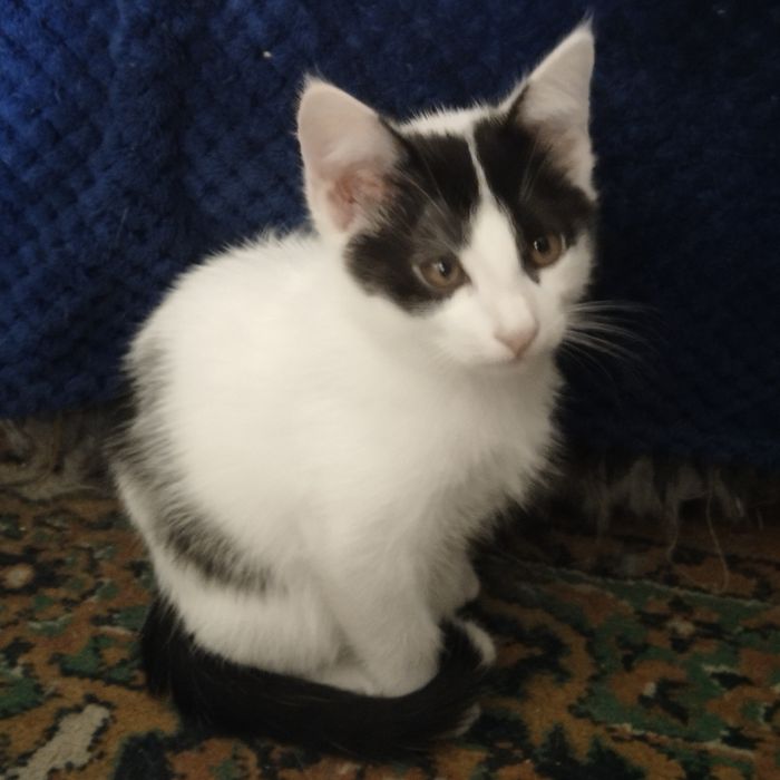 Отдам котят в добрые руки