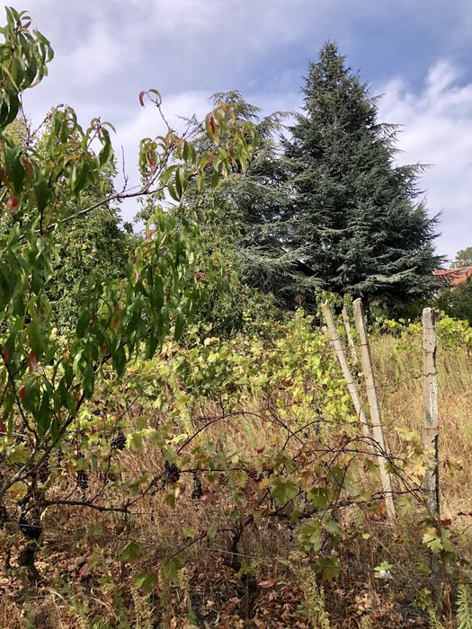 Собственик продава Къща “Манастирски Рид”; “Дилбер/Бялата Чешма”