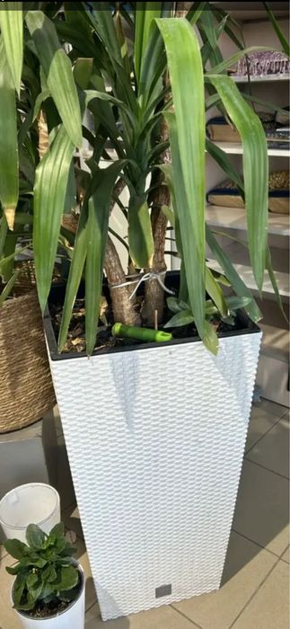 Продам пальму Юка в кашпо