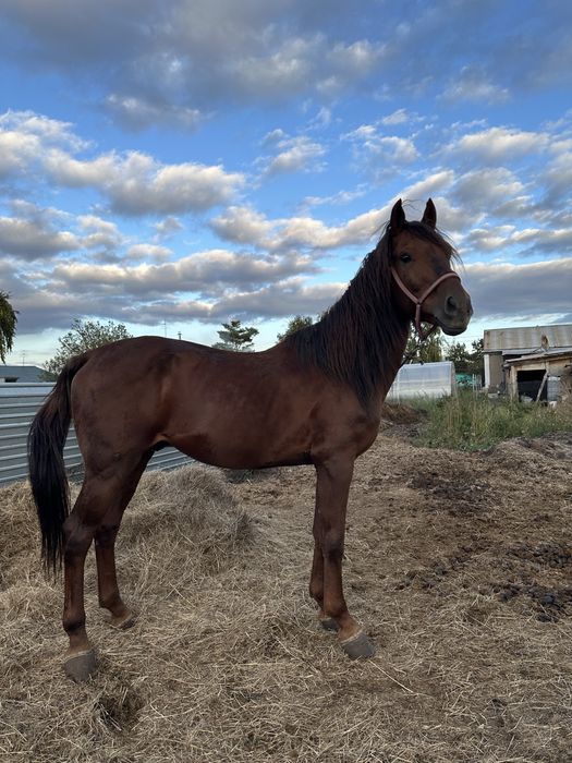 Жеребец кустанаец