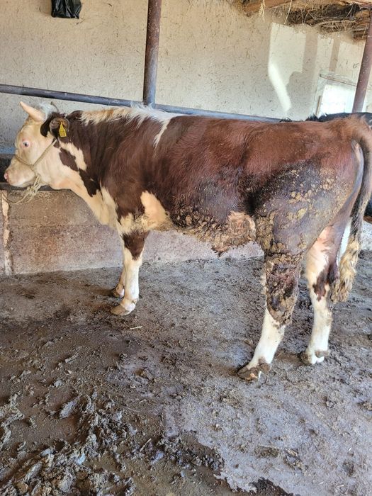 Bo'qa sotiladi tri vazni 420-430 ta keladi