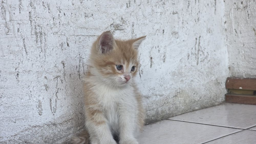 Отдам котят бесплатно