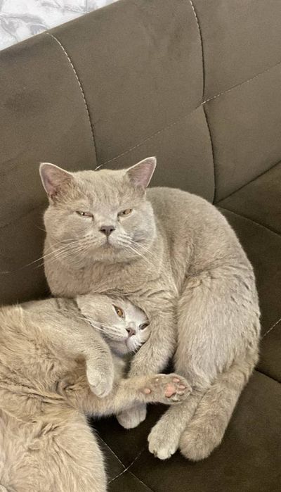 продажа котят шатландской пароды